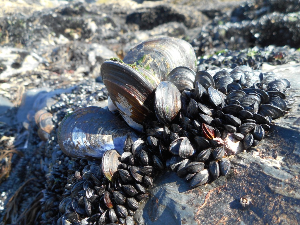 GrilledMussels02