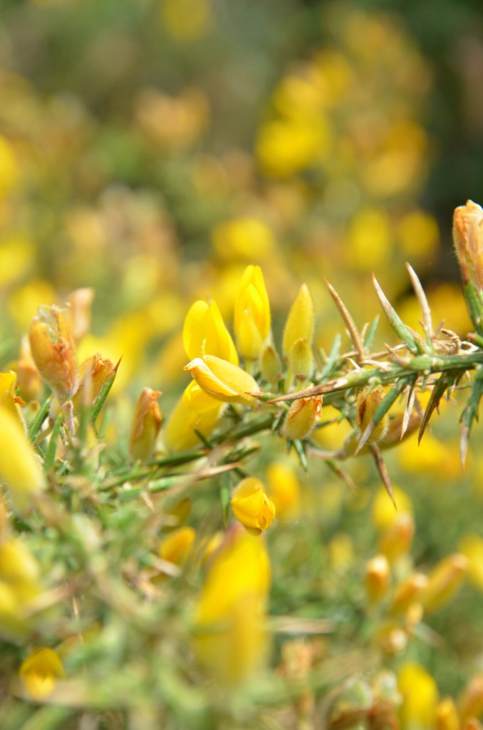 Gorse-02