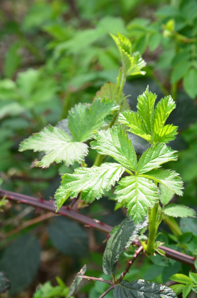 Bramble-Leaves-02