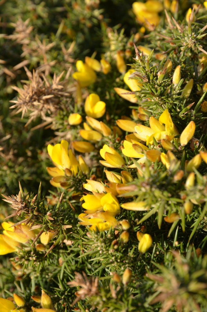 gorse-flower-granita-04