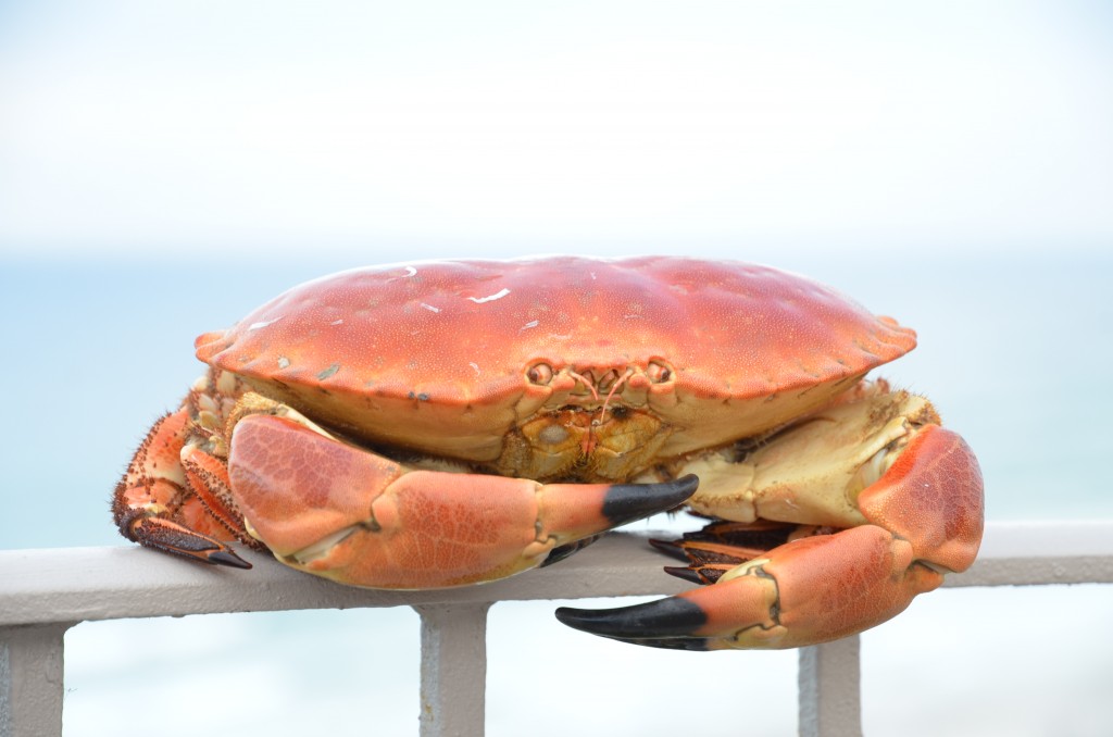 crab-sandwich-01